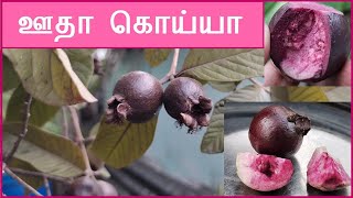 ஊதா கொய்யாவின் சுவை அருமை | Purple Guava