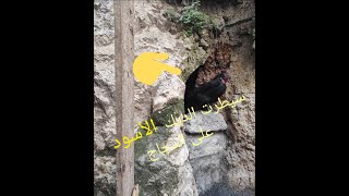 الديك الاسود . سبحان الله