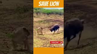 Rare Footage: Nyala Bravely Fights Against Lioness in Epic Battle | Amazing Africa | Save Lion #4k