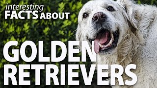 Interesting Facts about Golden Retriever