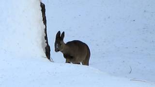 17.01.12 Rodeln Speikboden mit Reh - slittata con un capriolo Monte Spico Trentino Alto Adige.MOV