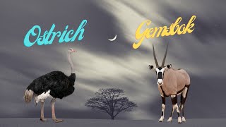 Who’s the true zoo MVP: the speedy ostrich or the stylish gemsbok?