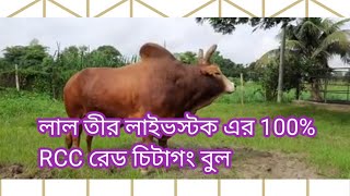 লাল তীর লাইভস্টক এর 100% RCC রেড চিটাগং ষাঁড়ের ভিডিও। #cow Doctor #lalteerlivestock #Rcc