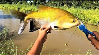 Fishing for Tambaqui - Private  fishing pond