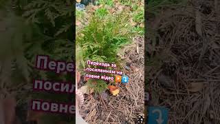 ПІДПИШИСЬ SUBSCRIBE Diy gardening tips #shorts #youtubeshorts #tiktok