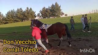 Carreras A La Chilena Cancha El Prado Traiguen 05/08/2023