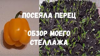 Посеяла перец. Моим глоксиниям 2 месяца