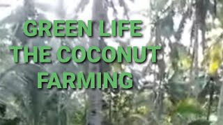 THE LIFE OF COCONUT FARMING AND HARVESTING , MANUAL MAKING COPRA, ......."THE FARMERS"