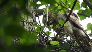 Hawk's Nest in Alcoa, Tennessee