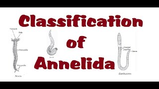 Phylum Annelida Part 02 I Classification of Annelids I ANIMAL KINGDOM Lecture 17 I NEET BIO