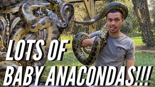 Giant Anaconda Had Babies!