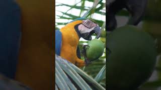 parrot 🦜 opening and drinking coconut 🥥🌴 water from a green coconut..it's very strong