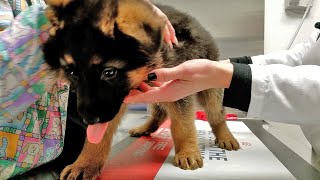 Puppy Going To The Vet