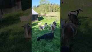 Goats grazing on a sunny spring afternoon. #animals #farmlife