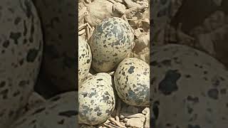 Red wattled lapwing bird egg