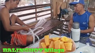 vlog48- BALINGHOY/Kamoteng kahoy/Cassava Nilaga /KABUGTO recipe