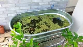 Stock Tank Mini Pond with Goldfish Update 1