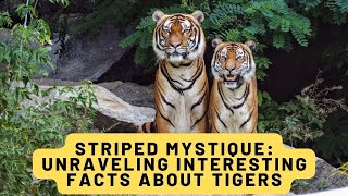 Striped Mystique: Unraveling Interesting Facts About Tigers #facts #tigers