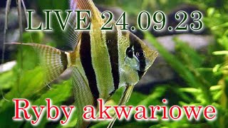 RYBY AKWARIOWE / LIVE akwarystyczny 24.09.23 / Damian Lewiński #aquascapingtv