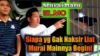 Burung main seperti ini yg dicari "Elmo" Juara 1 Kelas Utama