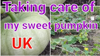 Taking care of my sweet pumpkin plants(uk gardaning)