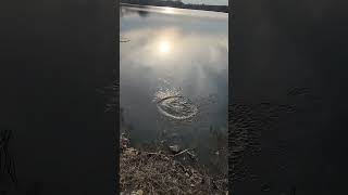 another slob crappie release