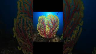 Mesmerizing Sea Fan:  Underwater Coral Beauty