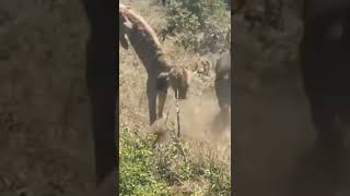 Brave buffalo attack to lion and his cub so sad 😭