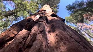 In awe of the size! Sequoia national forest