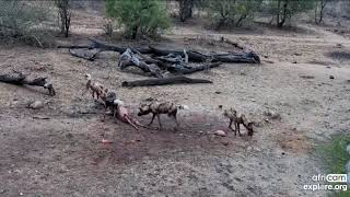 WARNING GRAPHICS WILD DOGS Kill impala EXPLORE  🦌🐕 #shorts