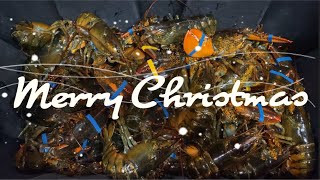 Lobsters for Christmas dinner this year , Nova Scotia east coast lobster the best in the World