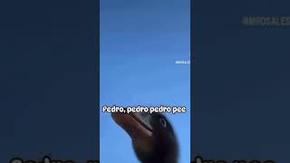 Kaczka dziwaczka 🐣🐤🐥 #memes #funny #viral #pedropedro #comedy