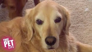 Grumpy Derpy Dogs | Funny Dog Compilation