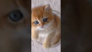 cute cat#shorts#funny#funny animals#funny video