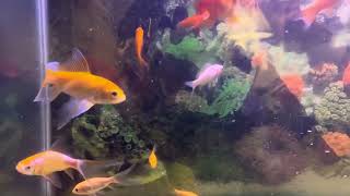 Feeding Gold Fish