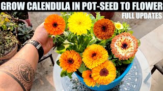 Easiest Flower To Grow From Seed | CALENDULA | SEED TO FLOWER