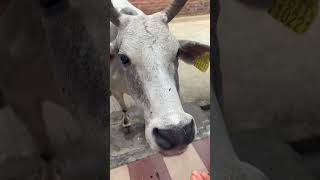 #animallover #animals #animalshorts #love #cow #dog #youtube #music #jubinnautiyal #newsong #youtube