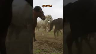 ❤️ Wild Horses Feral  Horses#trending #shortvideos #viral #subhanallah #beauty #nature