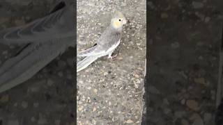 😍 #parrot #cockatielsinging #cute #cockatielsing #cockatiel #cockatielsound #birds #cockatielbird