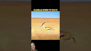 The fastest animal in the world #trending #shorts #animals #wildlife #cheetah #peregrinefalcon