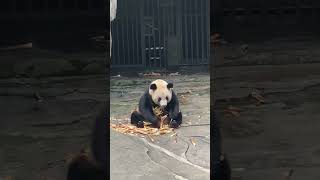 Cute Panda 🐼 Chongqing Zoo, China 🇨🇳 #travel #australia #meme #shortvideo #china #animals