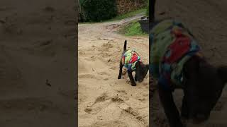 Puppy's first time at the beach! 🤭 #puppy #beach #pets