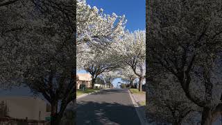 Blossom Street Walk 4, VIC Australia #shorts #calming #urbanlandscape