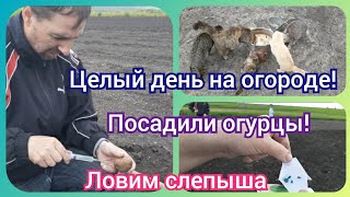 Воскресенье! Целый день на огороде! Посадили огурцы и всю мелочевку!