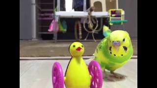 Love these silly little birds!   Try Not to Laugh