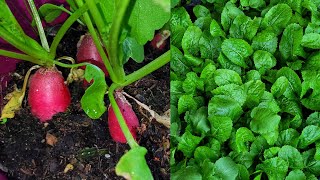 Shokher Bagan 2024 || Harvesting Mustard Green