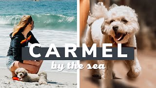 PEPPER IS HAPPY! 🐶 😍Dog-Friendly Travel Destination: Carmel, California