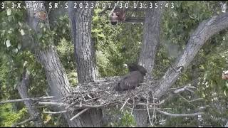 07 30 23 Feeding  time at the Surrey BC  nest