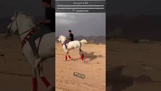 هجت 😂🐎 #خيل #السعودية