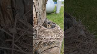 Baby Robins growing up!